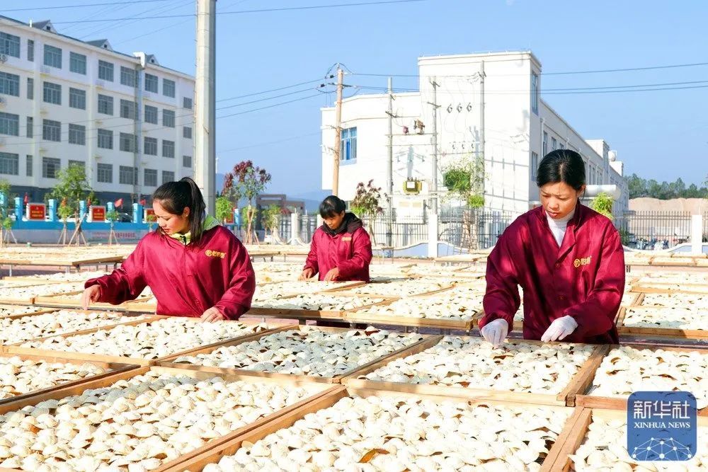 Pubei Chenpi sun-drying scene