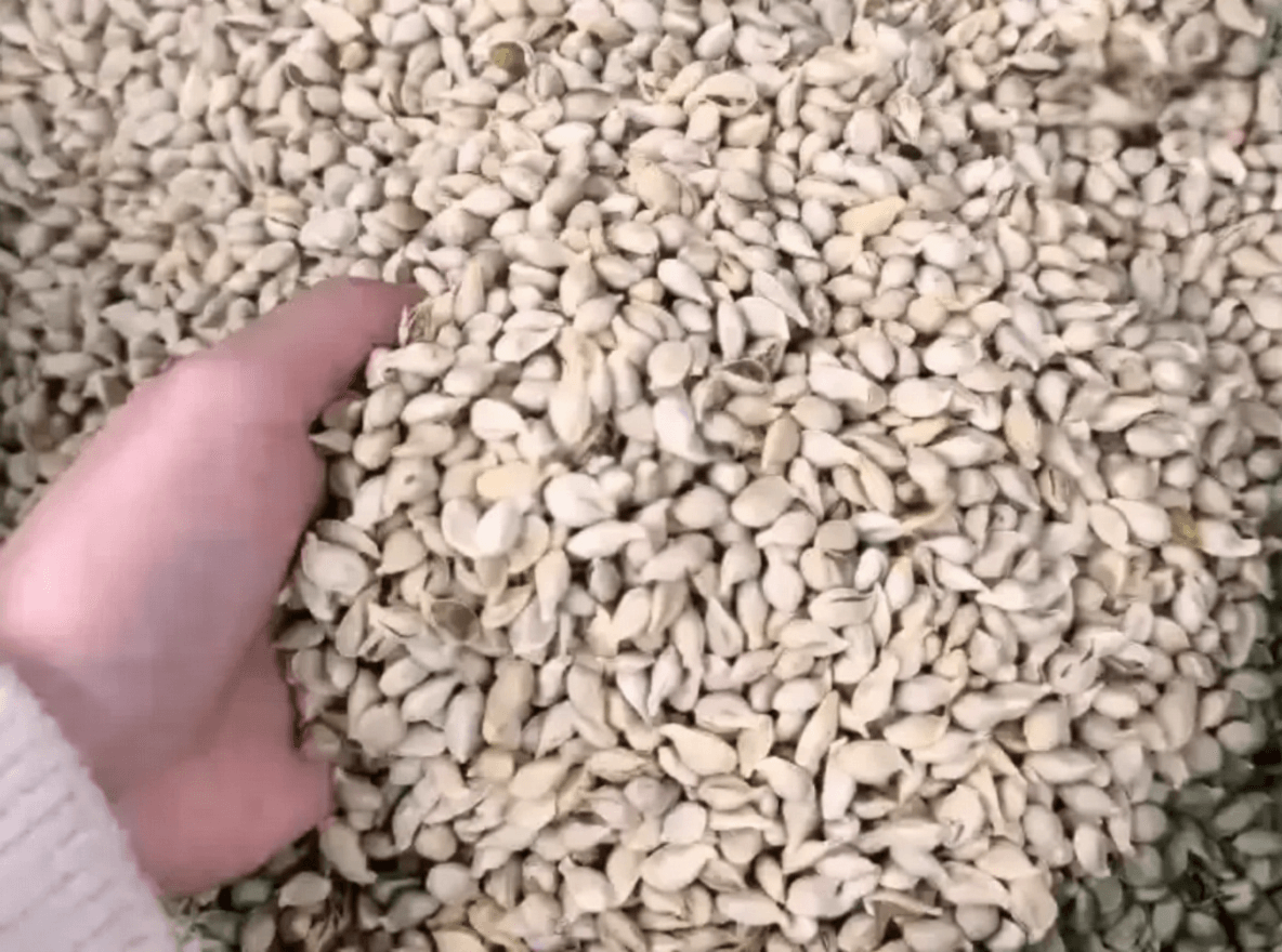 Tangerine Seed Display