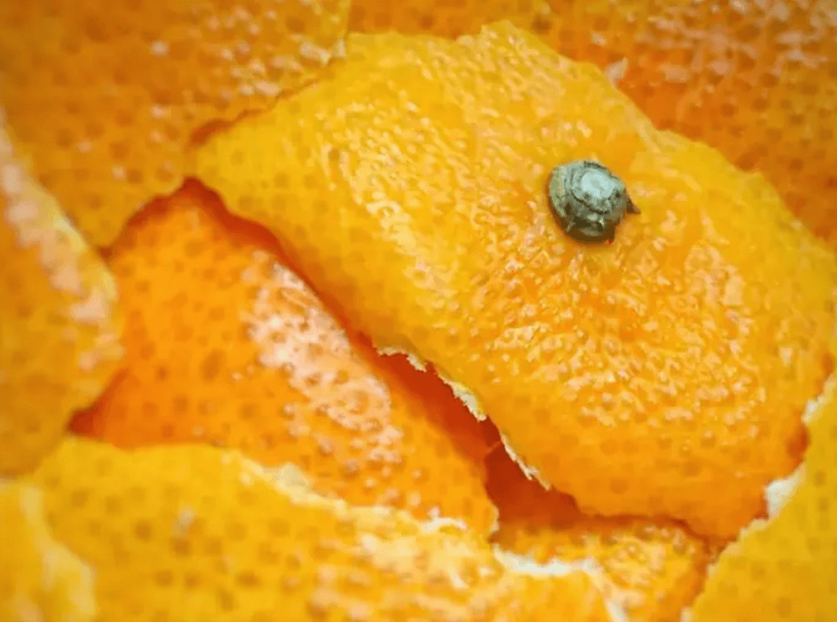 Fresh citrus peel