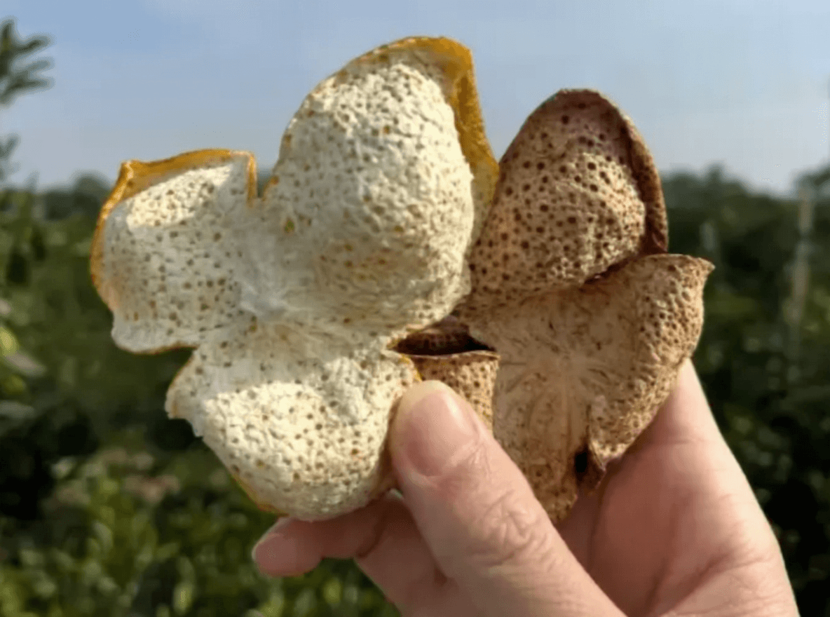 Why Dried Orange Peels Are Not Chenpi and How to Brew Correctl