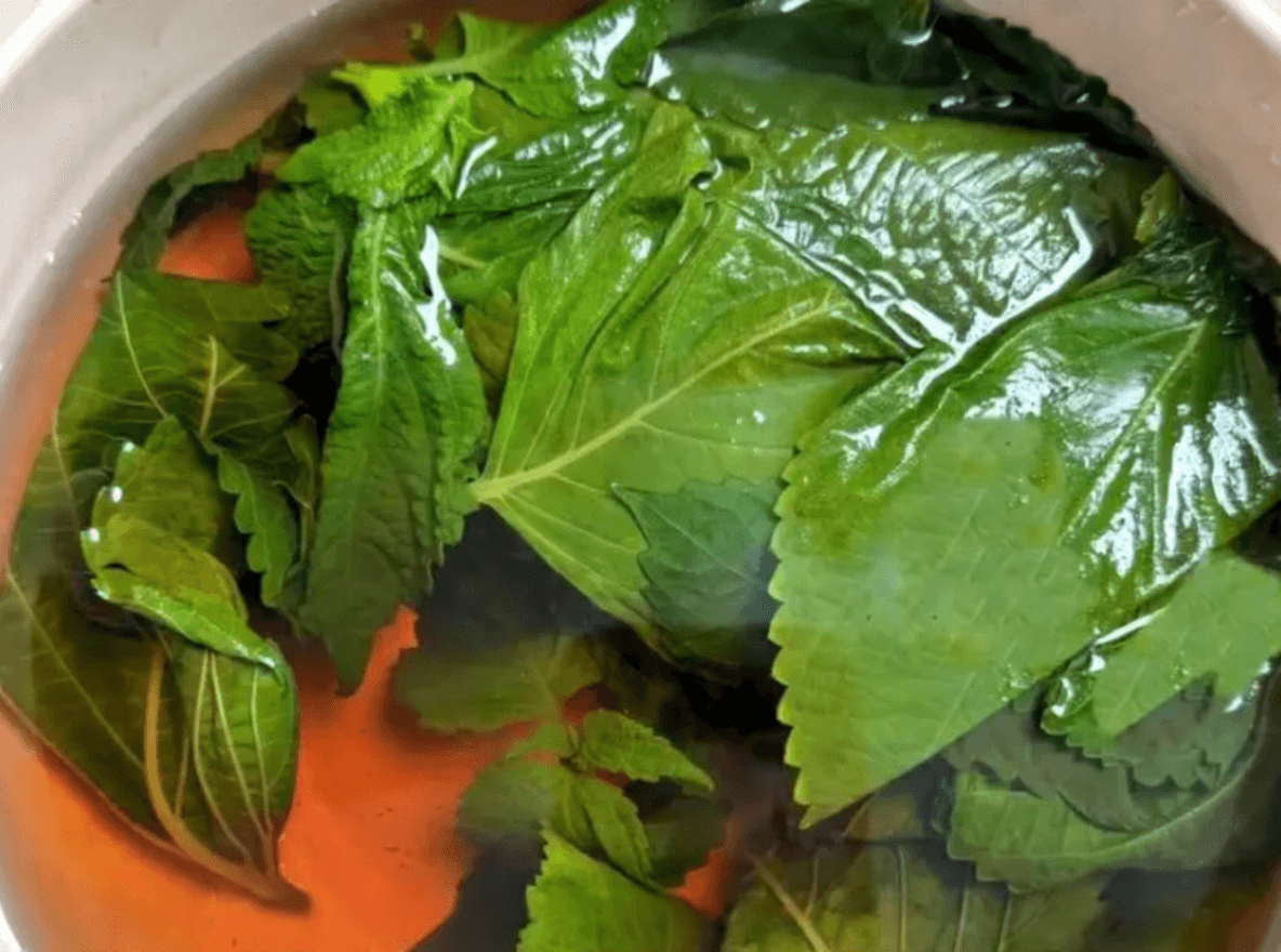 紫苏叶泡水喝