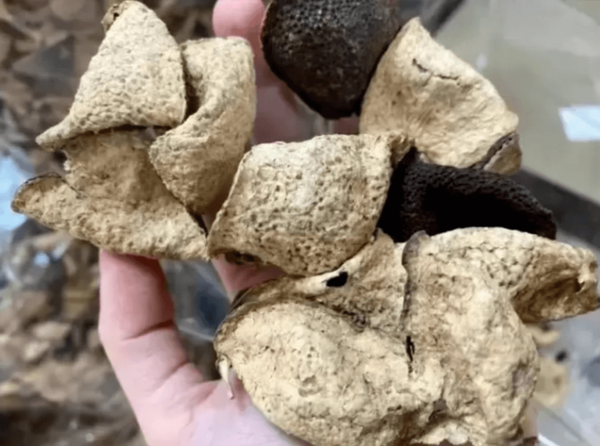 10-year chenpi image