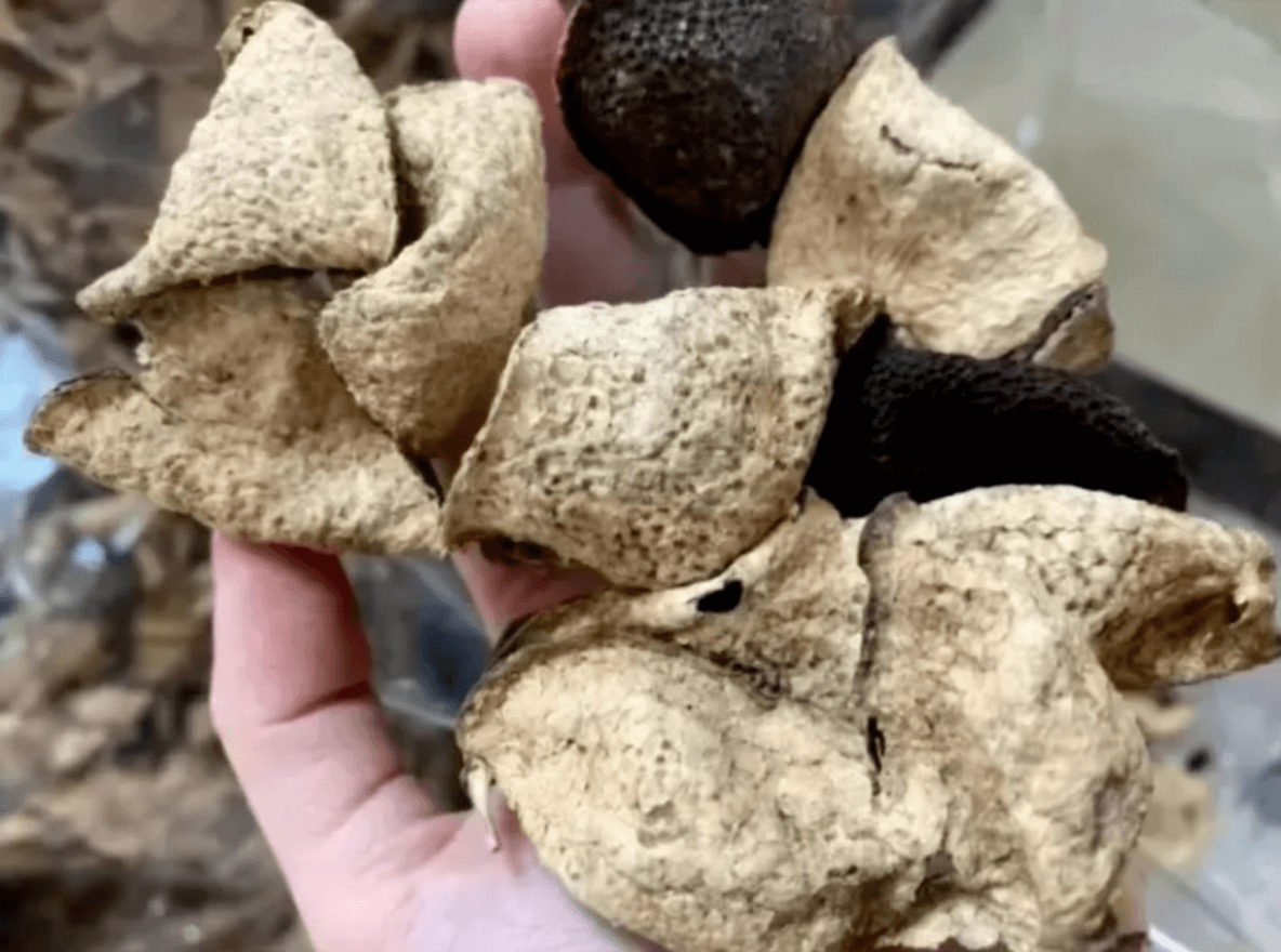 Color Cues and Checks for 10-Year Aged Chenpi