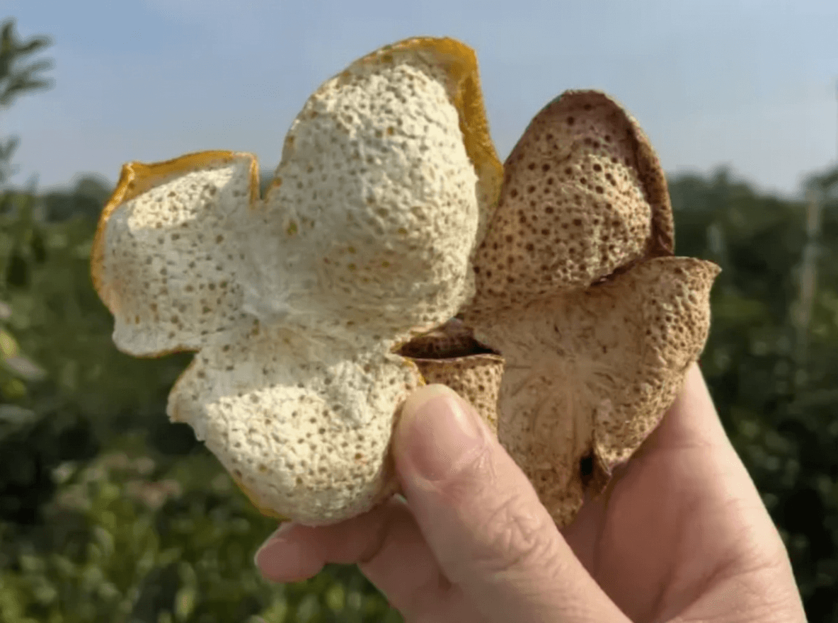 How to Compare 5-Year and 10-Year Chenpi