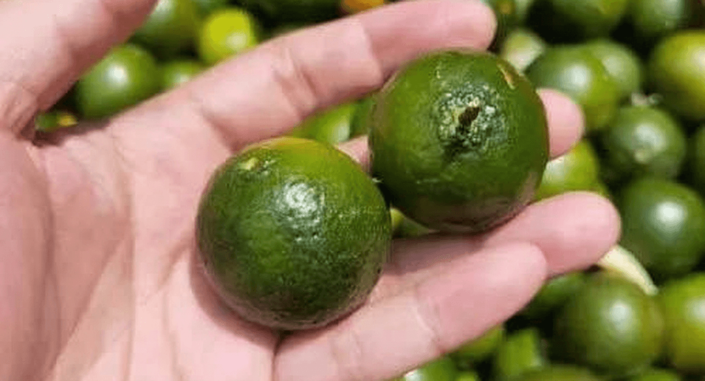 Xiaoqinggan Efficacy