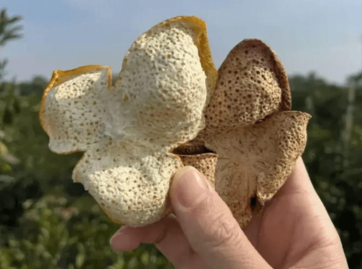 Differences Between 10-Year and 5-Year Chenpi: A 5-Point Comparison