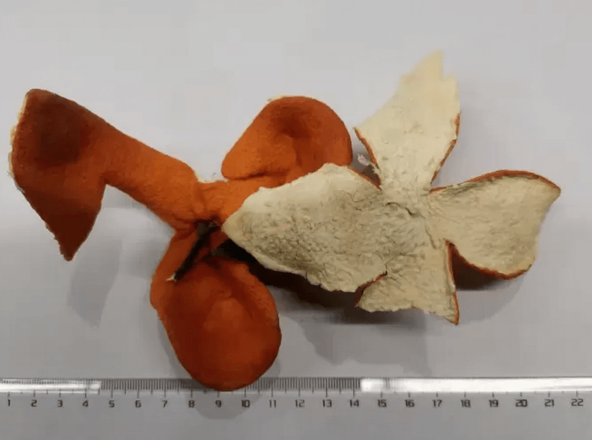 Orange Peel vs Wogan Peel for Chenpi