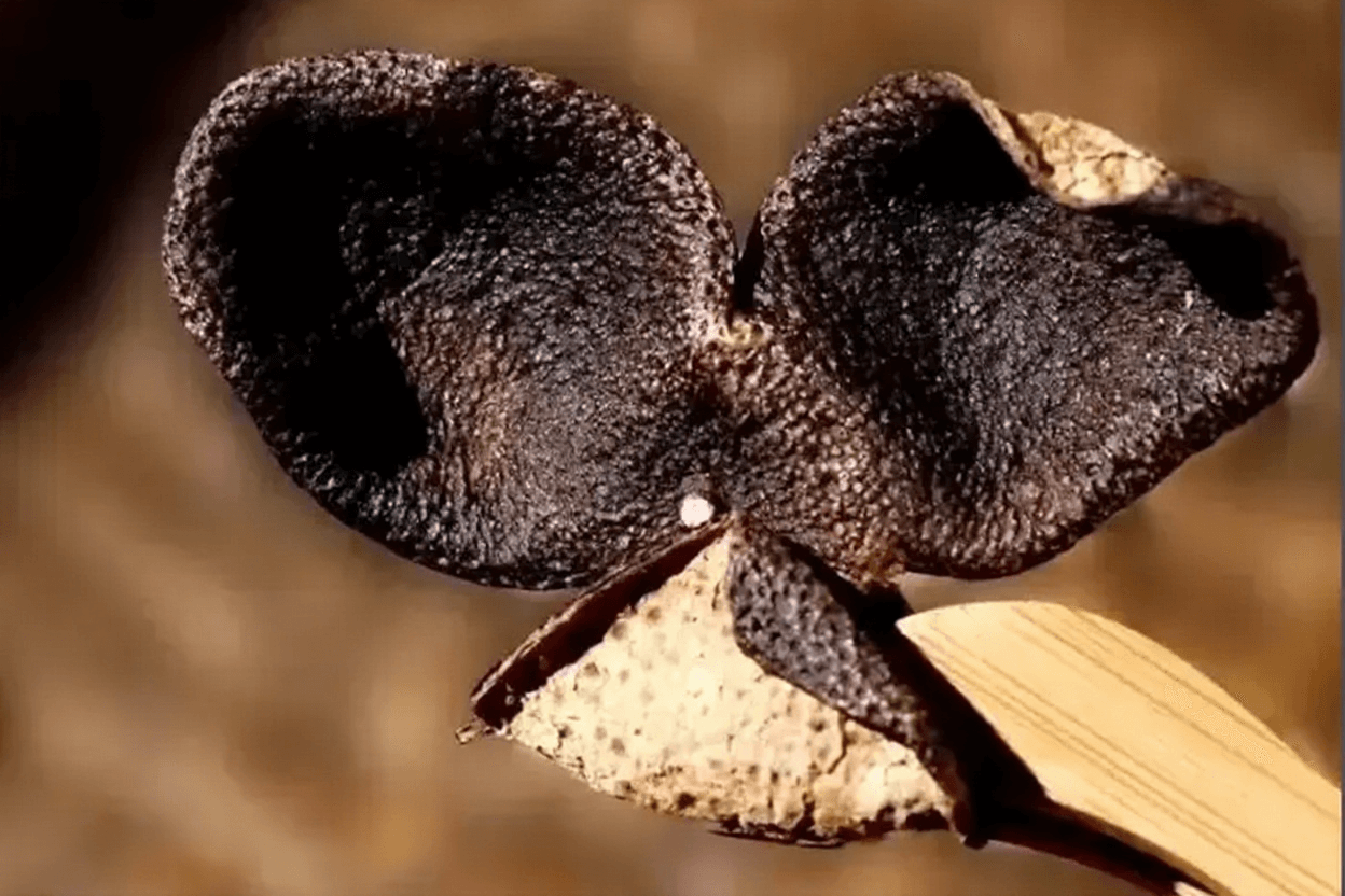 术后是否能食用陈皮