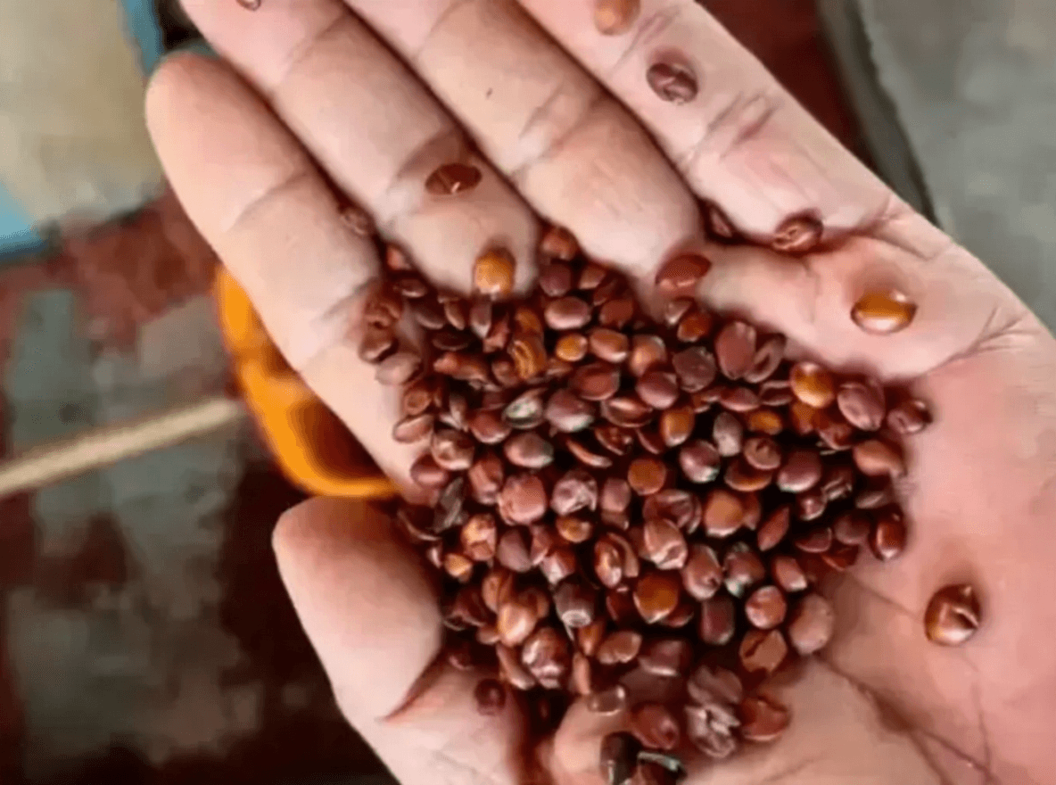 Benefits of Brewing Sour Jujube Seed, Rose, and Chenpi Together