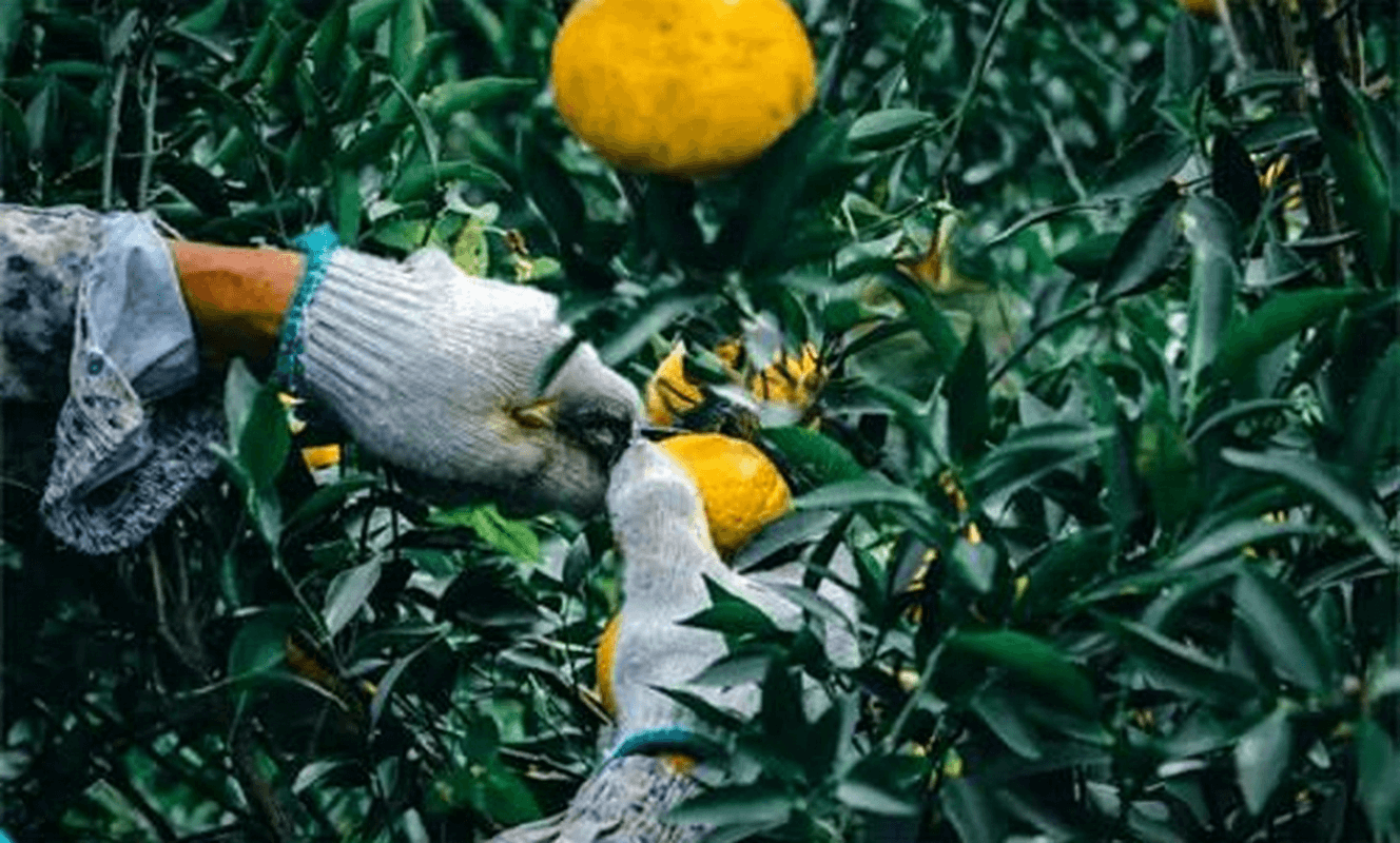 How to Make and Store Chenpi