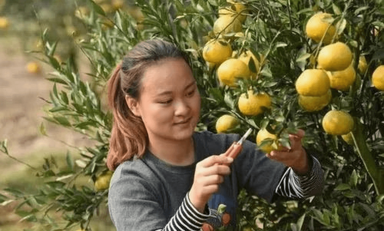 Chenpi Making Process and Storage Tips