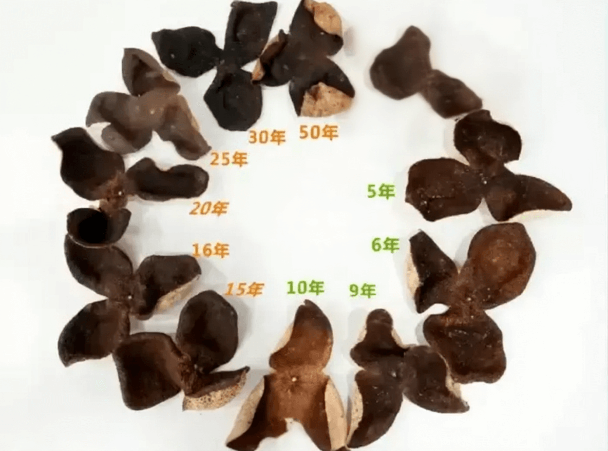 Calculating the Age of Chenpi: Does Storage After Purchase Count Towards Aging Time?